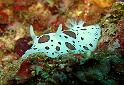 leopardenschnecke4