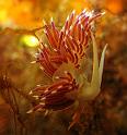 wanderfadenschnecke2